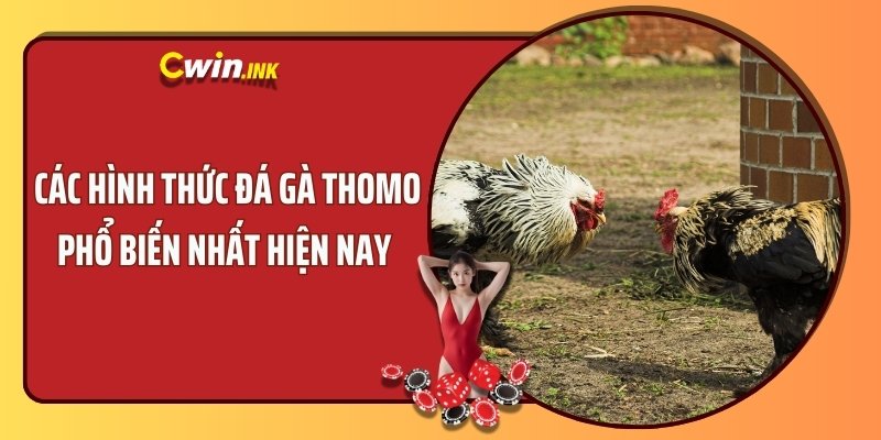 Các hình thức đá gà Thomo phổ biến nhất hiện nay 