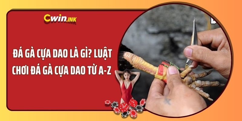 Đá gà cựa dao là gì? Luật chơi đá gà cựa dao từ A-Z