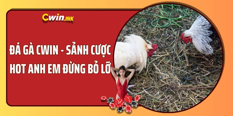 Đá Gà CWIN - Sảnh cược hot anh em đừng bỏ lỡ