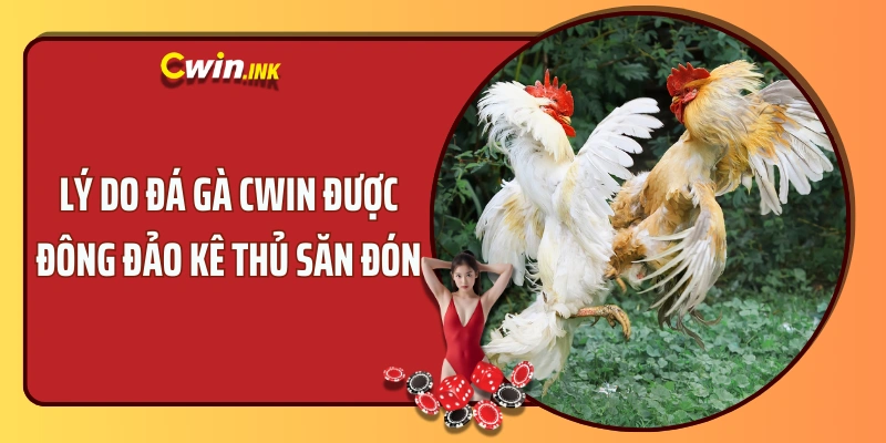 Lý do sảnh cược đá gà tại CWIN được đông đảo kê thủ săn đón