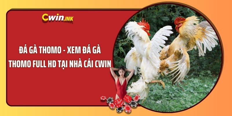 Đá gà Thomo - Xem đá gà Thomo full HD tại nhà cái CWIN