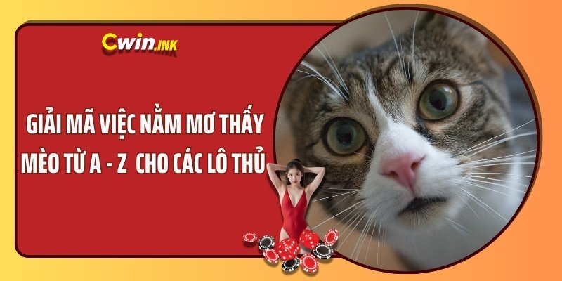 Giải Mã Việc Nằm Mơ Thấy Mèo Từ A - Z Cho Các Lô Thủ