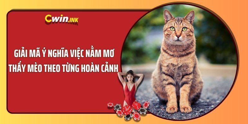 Giải mã ý nghĩa việc nằm mơ thấy mèo theo từng hoàn cảnh 