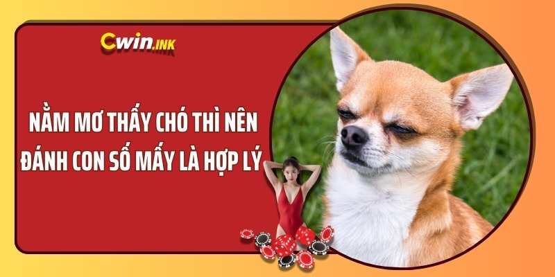 Nằm mơ thấy chó thì nên đánh con số mấy là hợp lý