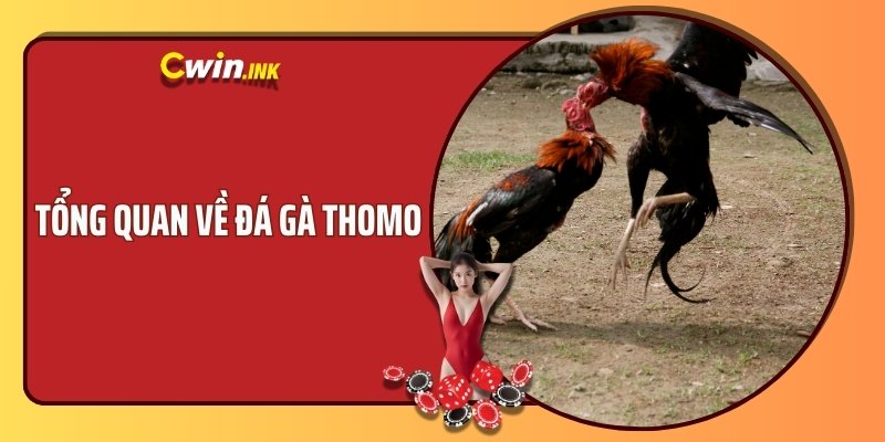 Tổng quan về đá gà Thomo