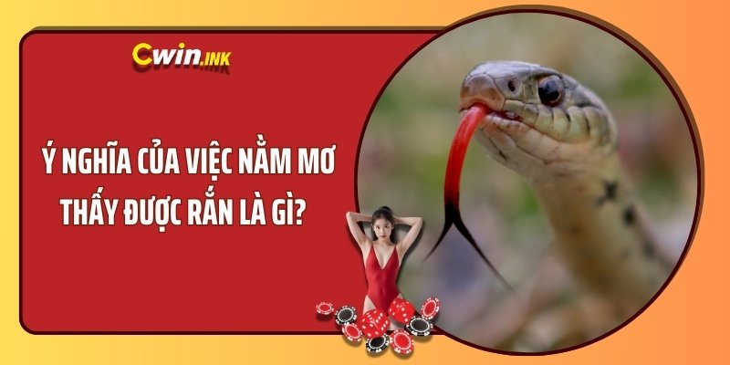 Ý nghĩa của việc nằm mơ thấy được rắn là gì?  